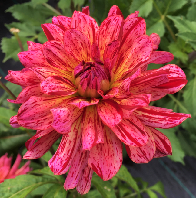 Dahlia Mingus Toni